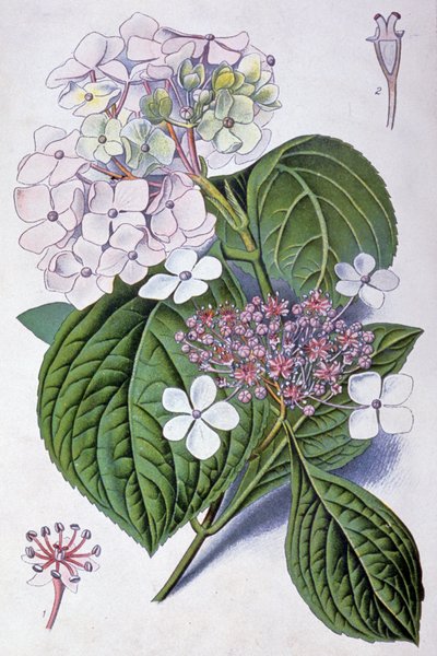 Hortensia, tidigt 1900-tal (illustration) av Désiré Georges Jean Marie Bois