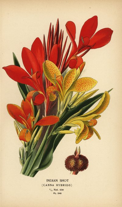 Indisk skott, Canna indica hybrider. Kromolitografi från en illustration av Desire Bois från Edward Step