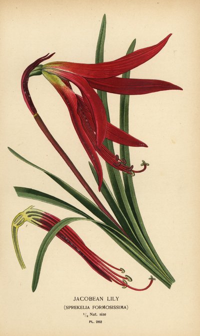 Jakobslilja, Sprekelia formosissima. Kromolitografi från en illustration av Desire Bois från Edward Step