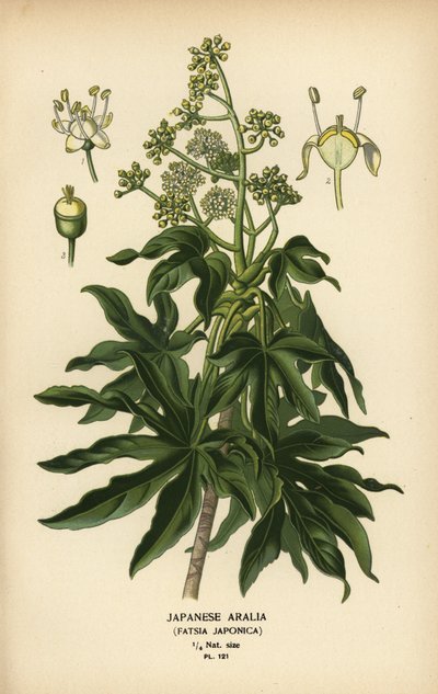 Japansk aralia eller glansigt blad pappersväxt, Fatsia japonica. av Désiré Georges Jean Marie Bois