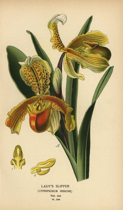 Damtoffelorkidé, Paphiopedilum insigne (Cypripedium insigne). Kromolitografi från en illustration av Desire Bois från Edward Step