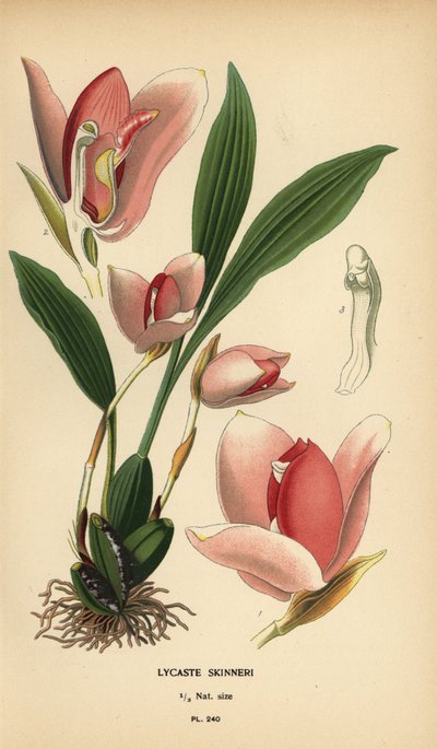 Lycaste virginalis orkidé (Lycaste skinneri). Kromolitografi från en illustration av Desire Bois från Edward Step