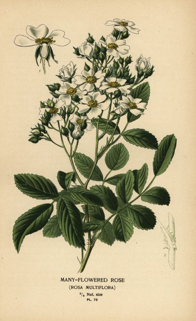 Mångblommig ros, Rosa multiflora. av Désiré Georges Jean Marie Bois