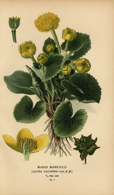 Marsh ringblomma, Caltha palustris. av Désiré Georges Jean Marie Bois