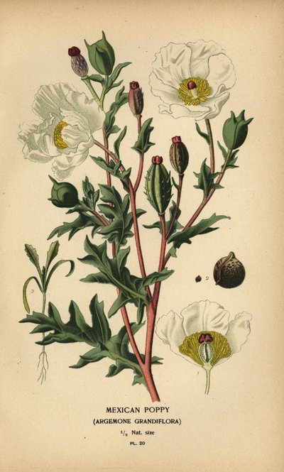 Mexikansk vallmo, Argemone grandiflora. av Désiré Georges Jean Marie Bois
