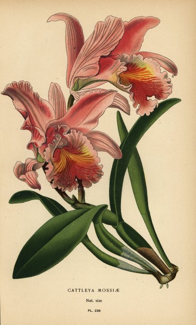 Moss Cattleya orkidé eller påsk orkidé, Cattleya mossiae. Kromolitografi från en illustration av Desire Bois från Edward Step