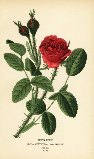 Mossros, Rosa centifolia var. muskos av Désiré Georges Jean Marie Bois