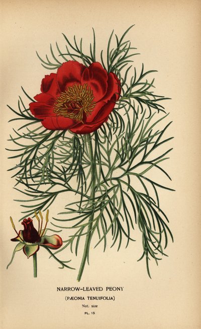 Smalbladig pion, Paeonia tenuifolia, av Désiré Georges Jean Marie Bois