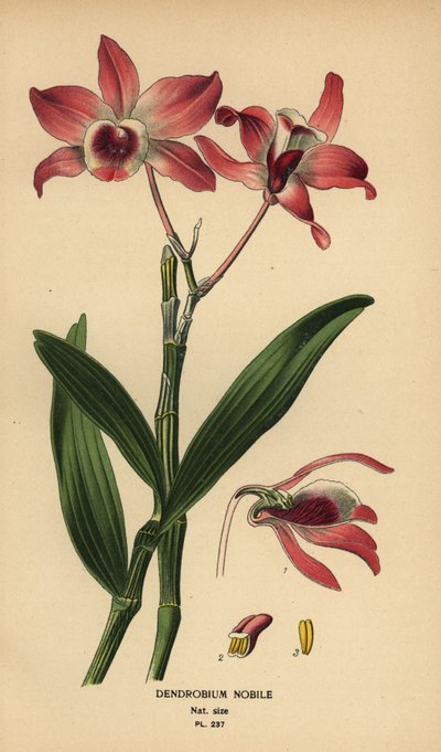 Ädel dendrobium orkidé, Dendrobium nobile. Kromolitografi från en illustration av Desire Bois från Edward Step