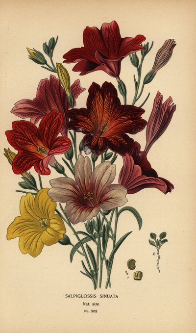 Målad tunga eller sammets trumpetblomma, Salpiglossis sinuata. av Désiré Georges Jean Marie Bois