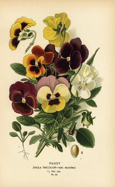 Pensé, Viola tricolor. av Désiré Georges Jean Marie Bois