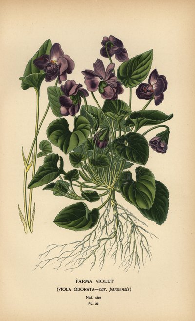 Parmaviol, violadoftande. av Désiré Georges Jean Marie Bois