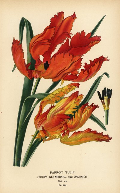 swedish av Désiré Georges Jean Marie Bois