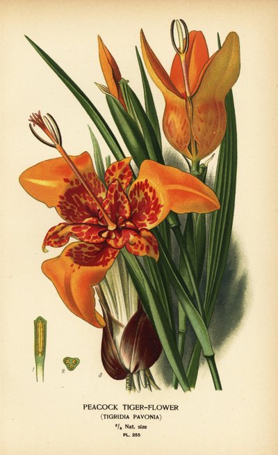 Påfågel tigerblomma, Tigridia pavonia. Kromolitografi från en illustration av Desire Bois från Edward Step