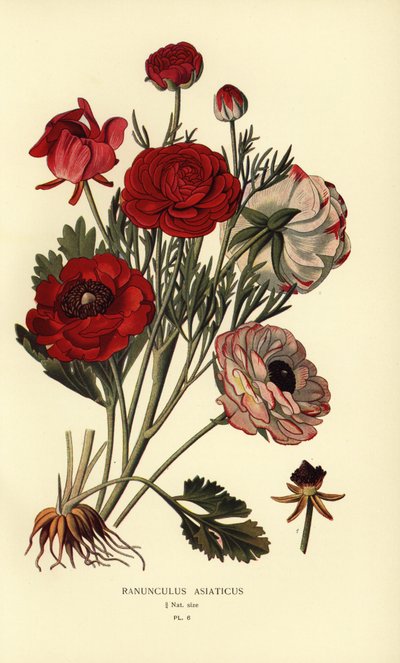 Persiska smörblommor, Ranunculus asiatica. av Désiré Georges Jean Marie Bois