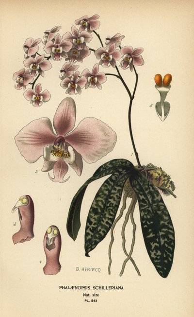 Phalaenopsis schilleriana orkidé. Kromolitografi från en illustration av B. Herincq från Edward Step’s Favorite Flowers of Garden and Greenhouse, Frederick Warne, London av Désiré Georges Jean Marie Bois