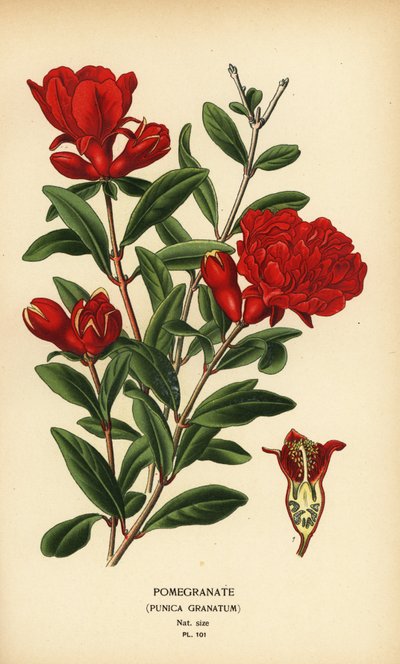 Granatäpplen, Punica granatum. av Désiré Georges Jean Marie Bois