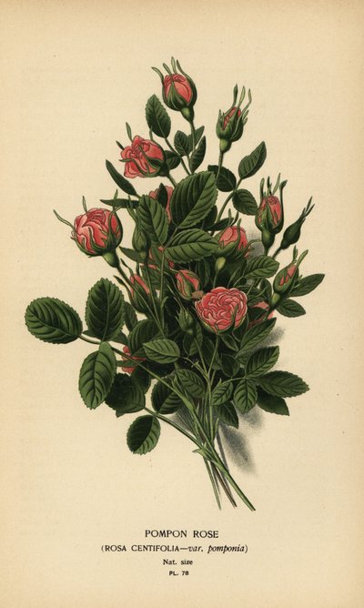 Pompongros, Rosa centifolia var. pomponia. av Désiré Georges Jean Marie Bois