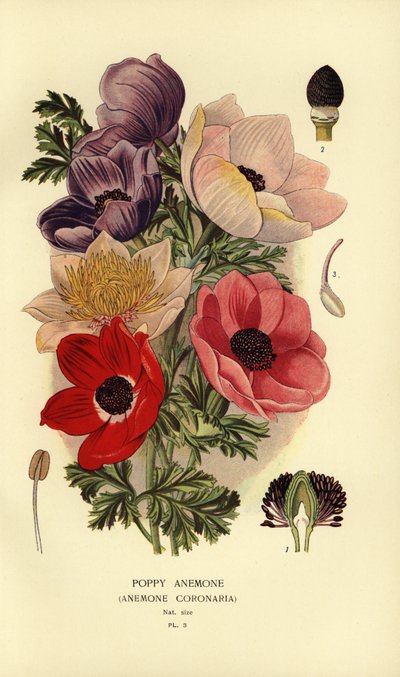 Vallmosippor, Anemone coronaria. av Désiré Georges Jean Marie Bois