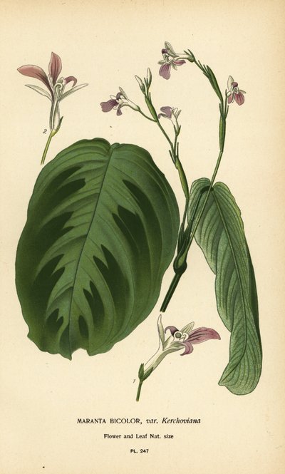 Bönväxt, Maranta leuconeura (Maranta bicolor var. Kerchoviana). Kromolitografi från en illustration av Desire Bois från Edward Step
