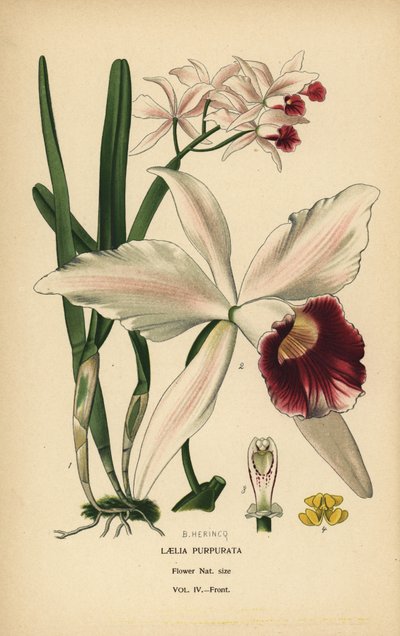 Lilafärgad laeliaorkidé, Cattleya purpurata (Laelia purpurata). Kromolitografi från en illustration av B. Herincq från Edward Step’s Favorite Flowers of Garden and Greenhouse, Frederick Warne, London av Désiré Georges Jean Marie Bois