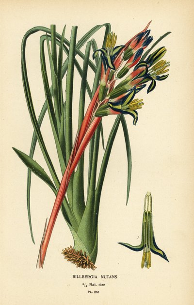 swedish av Désiré Georges Jean Marie Bois