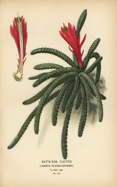 Råttsvanskaktus, Disocactus flagelliformis. av Désiré Georges Jean Marie Bois