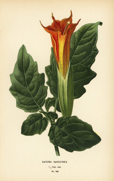 Röd änglatrumpet, Brugmansia sanguinea. Utdöd. av Désiré Georges Jean Marie Bois