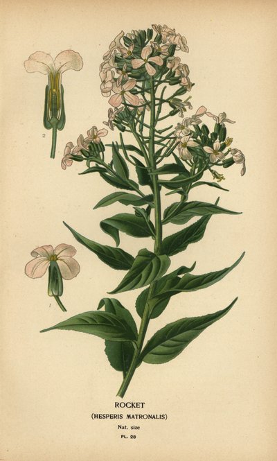 Rocket, Hespers matrona. av Désiré Georges Jean Marie Bois