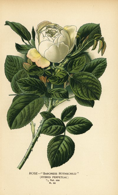 Rose Baroness Rothschild, hybrid perpetual. av Désiré Georges Jean Marie Bois