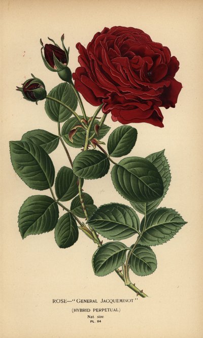 Rose General Jacqueminot, hybrid perpetual. av Désiré Georges Jean Marie Bois