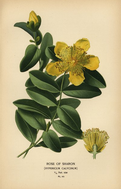 Rose of Sharon, johannesört. av Désiré Georges Jean Marie Bois