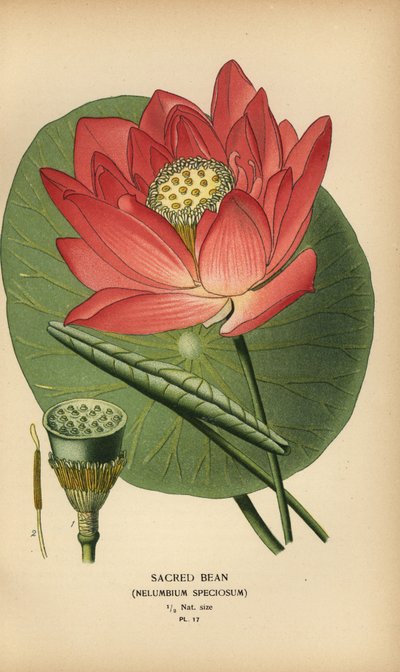 Helig böna eller indisk lotus, Nelumbo nucifera. av Désiré Georges Jean Marie Bois
