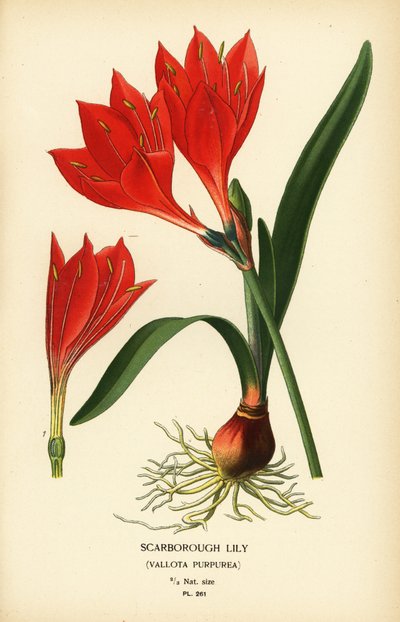 Scarborough lilja, Cyrtanthus elatus (Vallota purpurea). Kromolitografi från en illustration av Desire Bois från Edward Step
