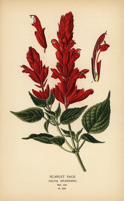 Scarlet salvia, Salvia splendens. Kromolitografi från en illustration av Desire Bois från Edward Step