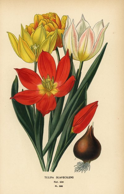 Schrencks tulpan, Tulipa suaveolens eller Tulipa schrenkii. Kromolitografi från en illustration av Desire Bois från Edward Step