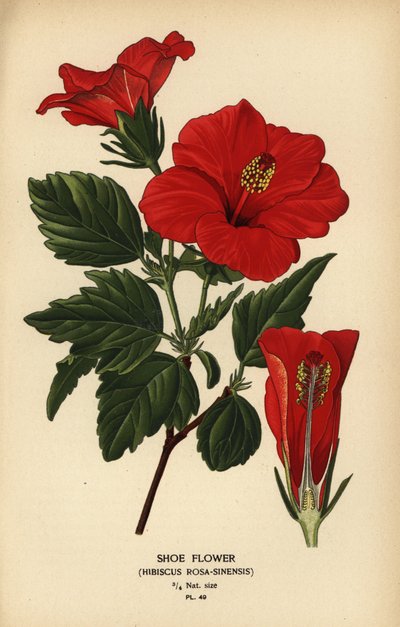 Skoblomma eller Kinaros, Hibiscus rosa-sinensis. av Désiré Georges Jean Marie Bois