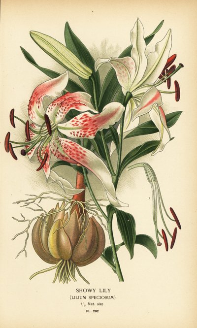 Skön lilja, Lilium speciosum. Kromolitografi från en illustration av Desire Bois från Edward Step