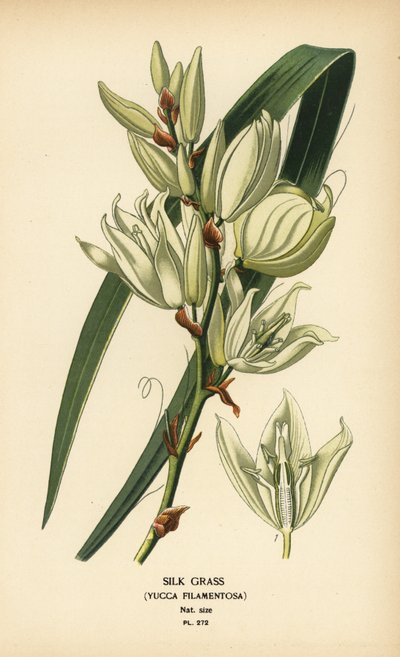 Sidengräs, Yucca filamentosa. Kromolitografi från en illustration av Desire Bois från Edward Step