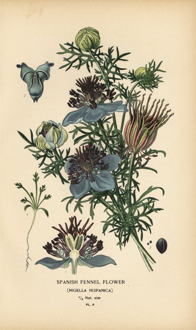 Spansk fänkål, Nigella hispanica. av Désiré Georges Jean Marie Bois