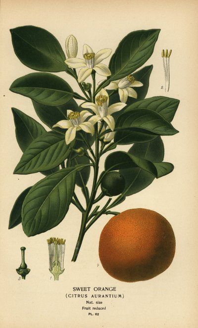 Söt apelsin, Citrus x aurantium. av Désiré Georges Jean Marie Bois