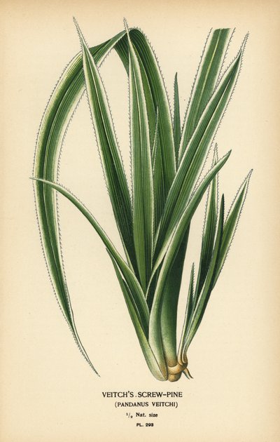 Tahitisk skruvtall, Pandanus tectorius (Veitchs skruvtall, Pandanus veitchii). Kromolitografi från en illustration av Desire Bois från Edward Step