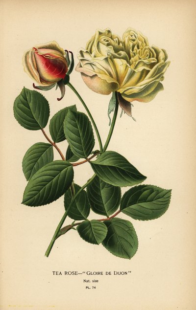 Teroshybrid, Glooire de Dijon, Rosa × odorata. av Désiré Georges Jean Marie Bois