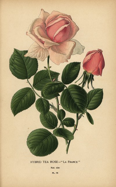Teroshybrid, La France, Rosa × odorata. av Désiré Georges Jean Marie Bois