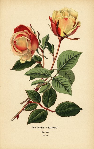 Teroshybrid, Saffran, Rose × Odorata. av Désiré Georges Jean Marie Bois