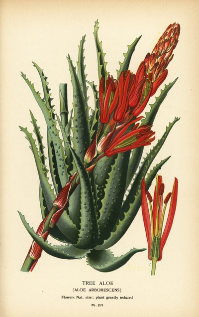Trädaloe, Aloe arborescens. Kromolitografi från en illustration av Desire Bois från Edward Step