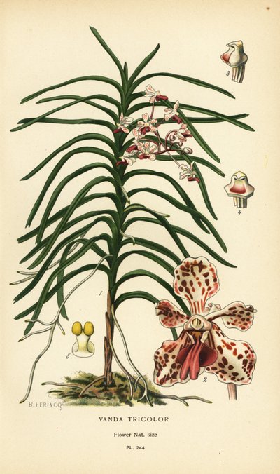 Vanda tricolor orkidé. Kromolitografi från en illustration av B. Herincq från Edward Step’s Favorite Flowers of Garden and Greenhouse, Frederick Warne, London av Désiré Georges Jean Marie Bois