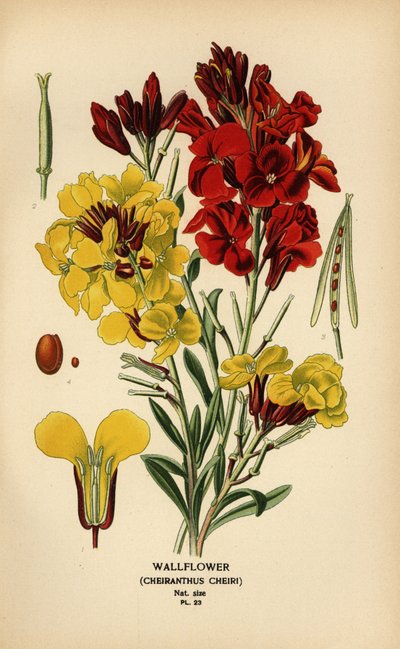 Väggblommor, Erysimum × cheiri. av Désiré Georges Jean Marie Bois