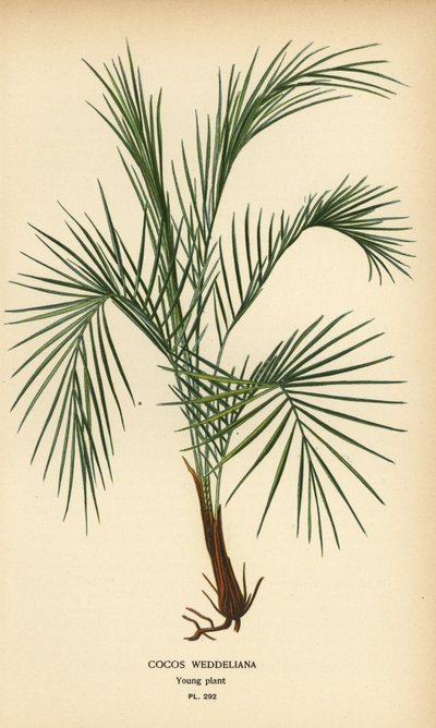 Weddells palm, Lytocaryum weddellianum, ung planta (Cocos weddeliana). Kromolitografi från en illustration av Desire Bois från Edward Step
