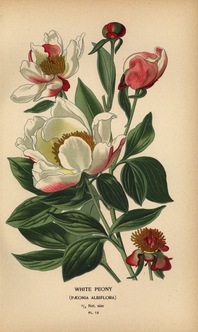 Vit pion, Paeonia lactiflora. av Désiré Georges Jean Marie Bois